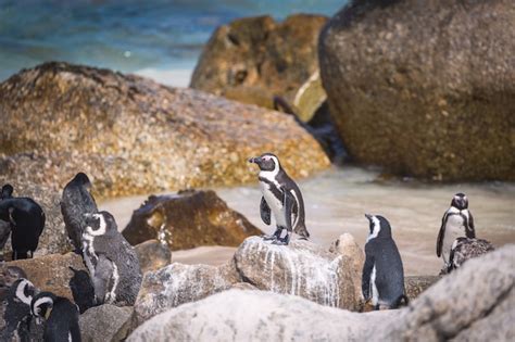 Premium Photo | African penguin colony at boulders beach, south africa