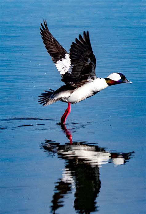 Bufflehead Duck | Smithsonian Photo Contest | Smithsonian Magazine