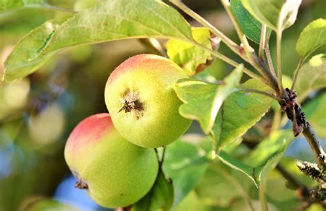 Grow Apples Trees From Seed How To Grow An Apple Tree Haxnicks