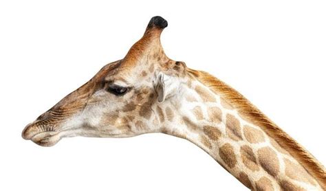 giraffe head stock  images  backgrounds
