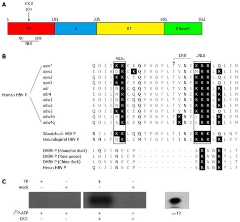 Identification And Characterization Of A Novel Bipartite Nuclear