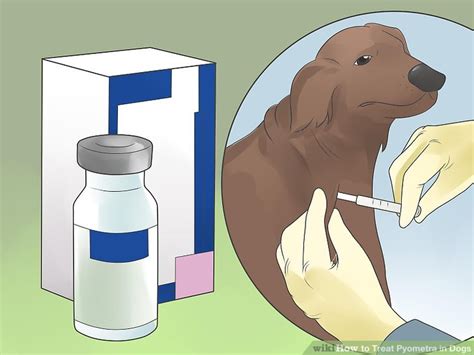 3 Ways To Treat Pyometra In Dogs Wikihow