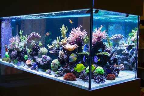 Conseils Pour Avoir Un Aquarium R Cifal