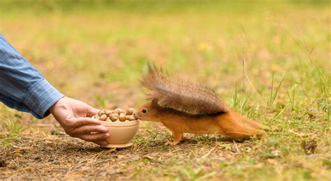 The Best Squirrel Food - CatTime