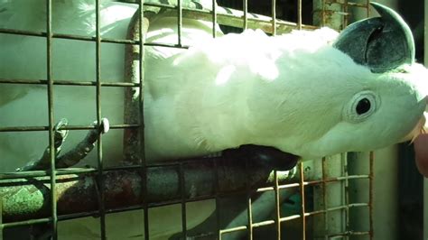 Sulfur Crested Cockatoo Canberra Youtube