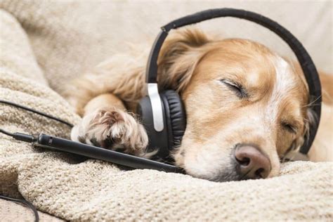 Why Music May Be the Secret to Calming Down Your Dog - The Dogington Post