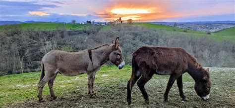 Sortie à la ferme Le Rûcher des Anes