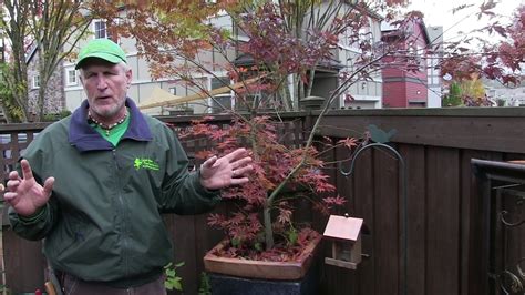 Pruning Japanese Maples—the Science And Art Youtube