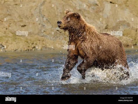 Alaska Brown Bear Running In Creek Stock Photo Alamy