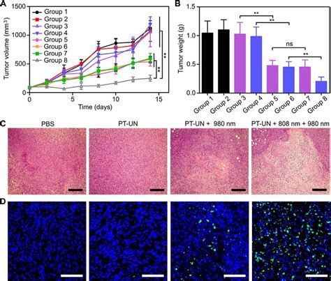 Orthogonally Regulated Tumor Treatment A Tumor Growth Curves Of Mice