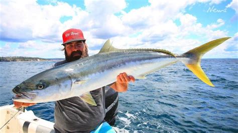 Gone Fishing With Al McGlashan Kingfish Herald Sun