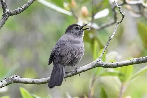 Gray Catbird Overview Bird Feeder Hub