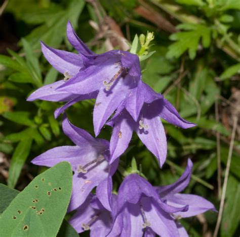 Campanula Rapunculoides Creeping Bellflower