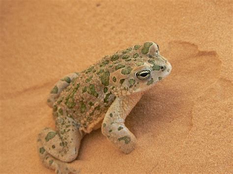 "Desert Frog - Libya" by r666ddy | Redbubble