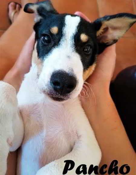 Pancho Cachorro De Raza Bodeguero Andaluz En Adopción Es