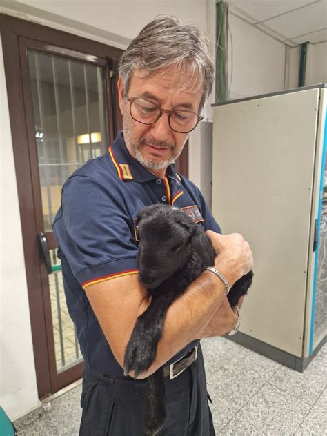 Roma Il Vigile Salvatore Agnello Salva Un Agnellino In Via Borghesiana