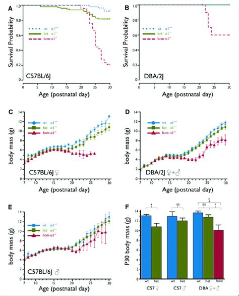 Gabra1 Ko Reduces Post P19 Survival And Body Mass Kaplanmeier Curves