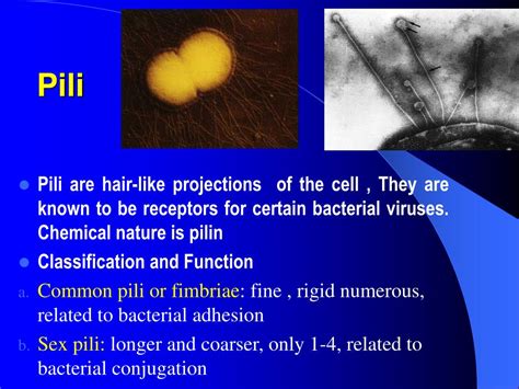 Ppt Bacterial Morphology And Structure Powerpoint Presentation Id26933