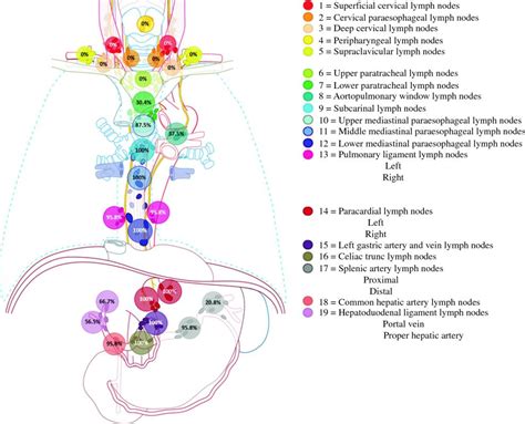 extent  boundaries  lymph node stations  minimally invasive