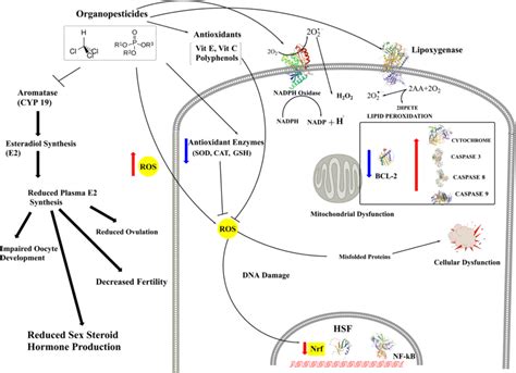 Schematic Representation Of Op Induced Oxidative Stress On Cellular