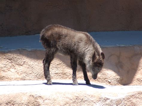 The Online Zoo - Japanese Serow