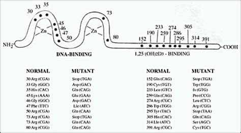 Figure 7 Schematic Presentation Of Homozygous Mutation