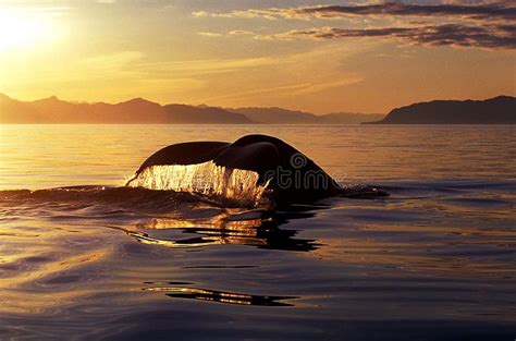 Humpback Whale Tail At Sunset Megaptera Novaeangliae Alaska Stock