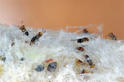 Foto De Os Parasitoides De Ovos De Trichograma São Usados Com Sucesso Para O Controle Biológico