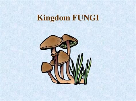 Ppt Kingdom Fungi Powerpoint Presentation Free Download Id1760747