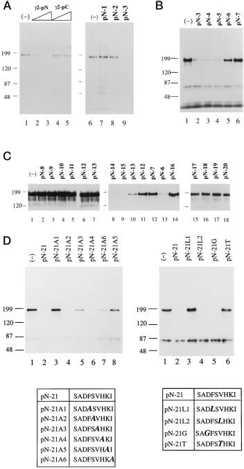 Fibulin 2 Binds To The Short Arms Of Laminin 5 And Laminin 1 Via