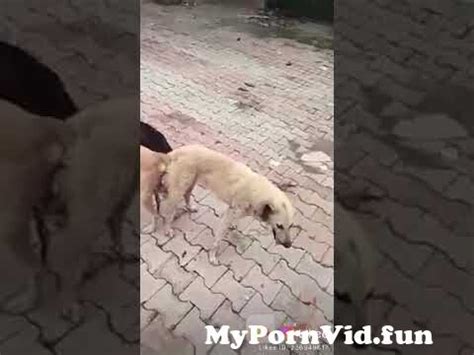 Kutta Kutti Hd Video Sexy Sex Pictures Pass