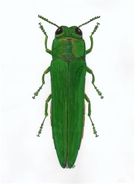 Beetles - Insect Drawings