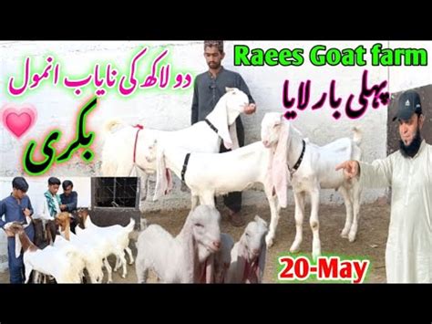 Raees Goat Farm Visit Gulabi Kamori Teddy Pateri Latest Update May