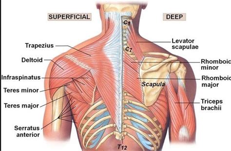 Superficial And Deep Upper Back Muscles MEDizzy