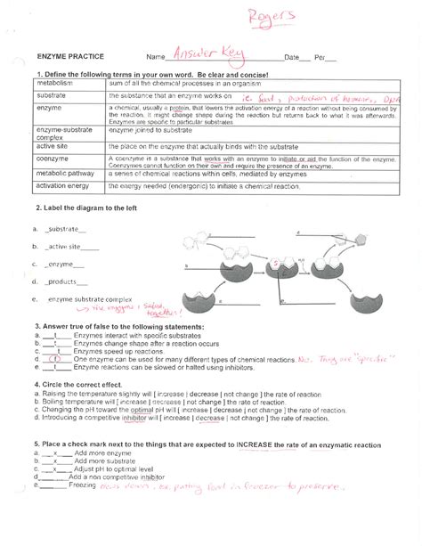 Enzyme Practice Worksheet With Key Exercises Biochemistry Docsity