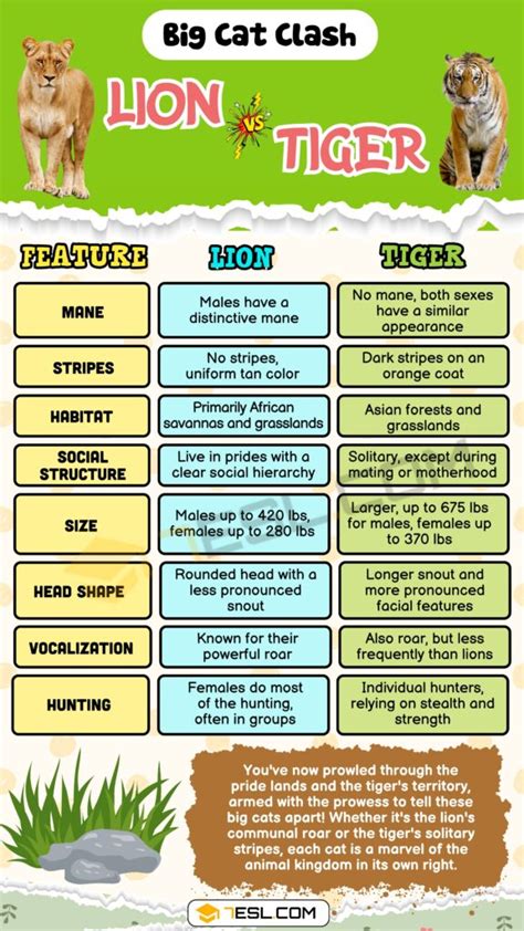 Lion vs. Tiger: What is the Main Difference? • 7ESL