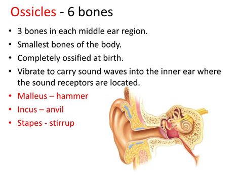 Ppt Axial Skeleton Powerpoint Presentation Free Download Id 2462060