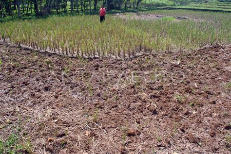 Sawah Kekeringan Di Bogor Antara Foto