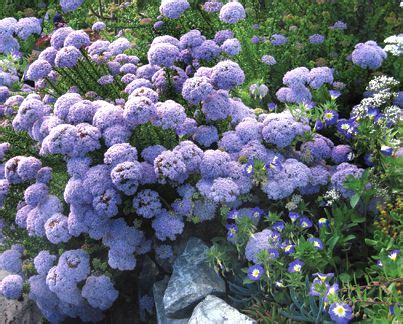 Drought Tolerant Shade Ground Cover Zone 9 - ground cover good