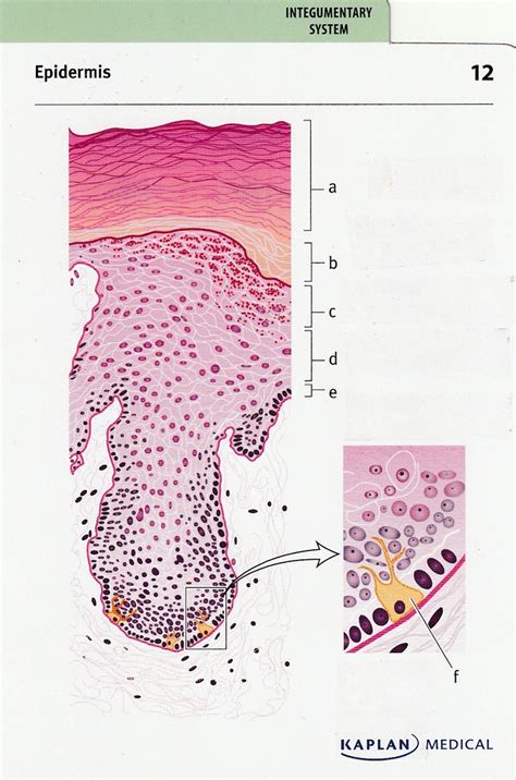 Integumentary system Diagram | Quizlet