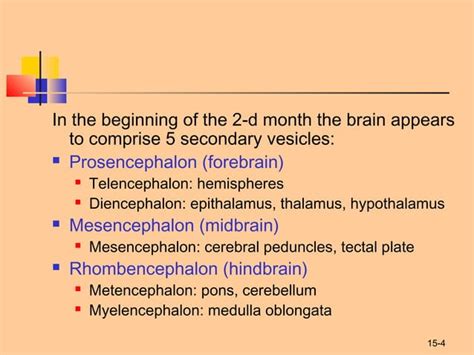 Structure of Rhombencephalon. Development of Brain.