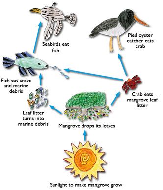 Food Chains/Webs - Mangrove Forests