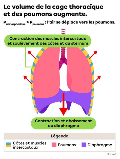 Les Mécanismes De La Respiration Inspiration Et Expiration