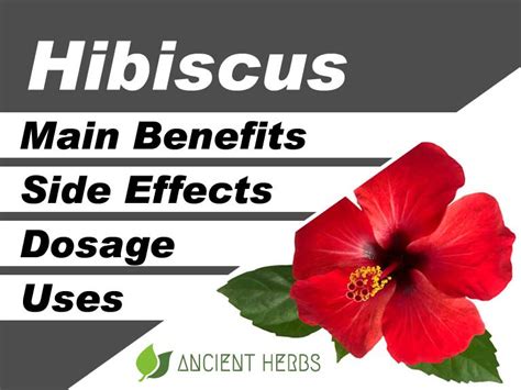 Hibiscus Benefits Uses Dosage And Side Effects