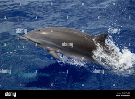 Lagenodelphis Hosei Fraser`s Dolphin Sarawak Dolphin Borneo Delfin