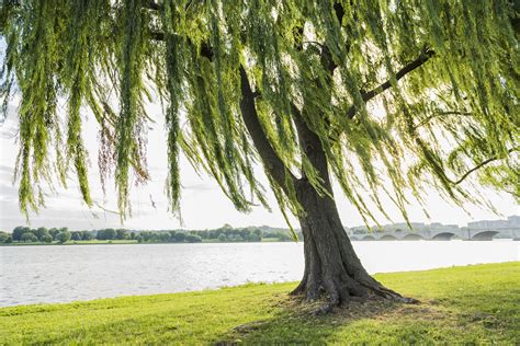 Everything You Need to Know About Weeping Willow Trees in Florida ...