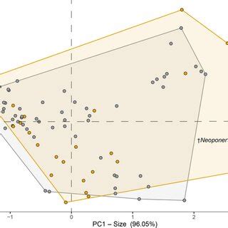 Morphospace Of Hispaniolan Predatory Ants In Fossil And Extant