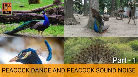 Peacock Dance And Peacock Sound Noise Peacock Dance Peacock Sound