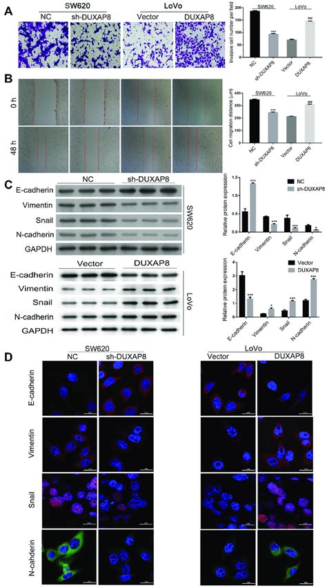 Duxap8 Promoted Crc Cell Invasion Migration And Emt A Transwell