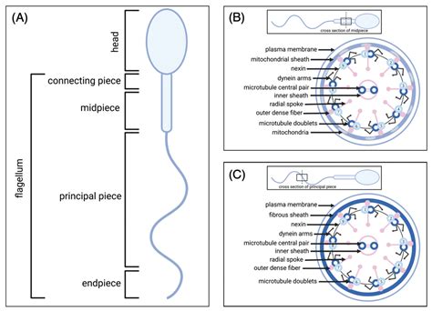 Motility Assessment Of Ram Spermatozoa